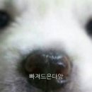 조은돈까스 네이버블로그