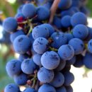 포도나무 이미지