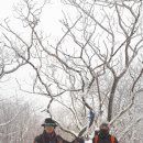 야호 이미지