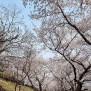 배알도수변공원(1-캠핑장) 이미지