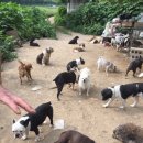 꽃길만걷개 이미지