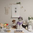 올바르개 이미지