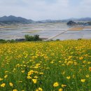 [전라남도 영광군] 영광법성포단오제