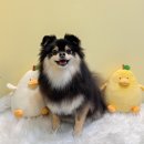 버블독스(안산초지점) | 안산 애견미용 셀프목욕 가능한 버블독스안산초지점
