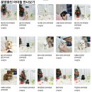 버디독 강아지분양 고양이분양 안심분양센터 광명점 이미지