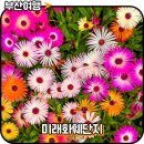 영천초등학교 | 부산꽃도매시장 미래화훼단지 영업시간 방문 후기