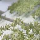 중앙초교 | 여름을 담은 공예화과자 작품 `녹음` — 물총새와 푸른 단풍의 아름다움