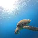 보드랍개 | [보홀 여행 후기] 처음 설 연휴 기간의 해외여행.