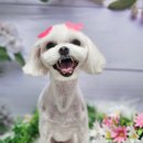 알콩이네 이미지