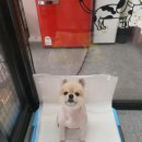 The dog 애견미용샵 이미지