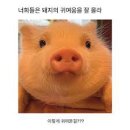 티노마드