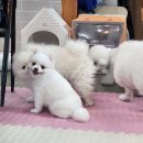 개스토랑 이미지