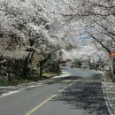 향백 이미지