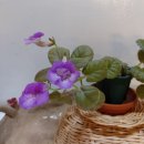 타우르스 이미지