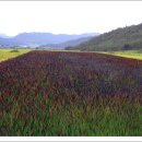 쇠똥구리마을 이미지