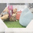 강아지꿈 | 하남미사 강아지분양 퓨어크림닥스훈트입양 꿈 이룬 후기