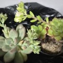 수원 곡반정동 꽃집 꽃화원 삼성꽃농원 다육이 입양 후기