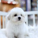 꼬숑