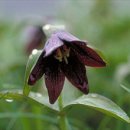 ﻿[4월 25일 탄생화] 중국패모(Fritillaria Thunbergil) : 위엄 이미지