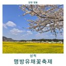 삼척 맹방유채꽃축제 기간 주차 개화상황 강원도 4월 여행지