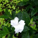 하나조경 - 고성군 동해대로 6633 | 하나조경