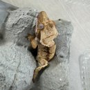 김준호의대단한커피울산 | 울산 KL크레샵 방문후기(헷100 아잔틱, 쿼드, 릴리, 트라이)