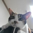 복수짜글이 이미지