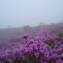 [정기여행]언제나 여름향기..보성차밭 여행 & 드넓은 철쭉바다..일림산 산행.5/9(일) 이미지