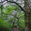 새천년공원길 | 제주 비자림ㅣ 초록이 깊어지는 숲길 산책