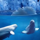 신비소리 이미지