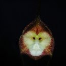 원숭이 얼굴을 닮은 난초 이미지