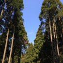 서귀포 치유의 숲(엄부랑) - 삼나무숲 이미지