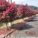 남원읍-43 이미지