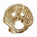 8000년 전 쓰레기 더미에 숨겨진 고대 생활사 이한상 대전대 교수 23,05,09 이미지