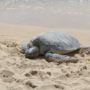 거북농장 이미지