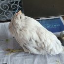 녹색동물약국 이미지