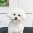 하루가다르개 이미지