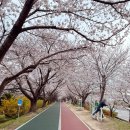 낙동제방 자전거도로 이미지