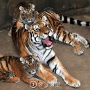 알콩이네 이미지