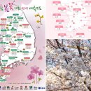 [도로]솔대교앞 사거리_오목천동 아름다운나날1단지 앞 | 경기도 수원 벚꽃 광교저수지 외 전국 벚꽃명소 2022 벚꽃 개화시기