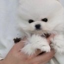 강아지분양 멍블랑 인천청라본점 이미지