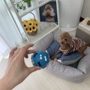 Pet nosh(펫노쉬) | 대전 애견수제간식 애견용품 도안동 펫노쉬