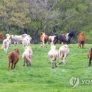 초원축산 이미지