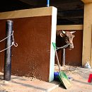 청도소싸움경기장 이미지