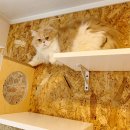 쁘니댕댕 이미지