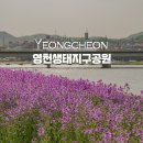 강변공원(완산동 1269-1번지) | 대구 근교 드라이브 영천생태지구공원 보라 유채꽃 개화 상황