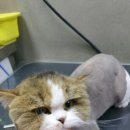 개이쁜냥 이미지