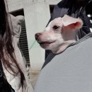 온리유 펫살롱 이미지