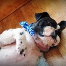 내품에동물병원 이미지