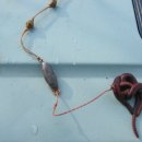 교동멧돼지 이미지